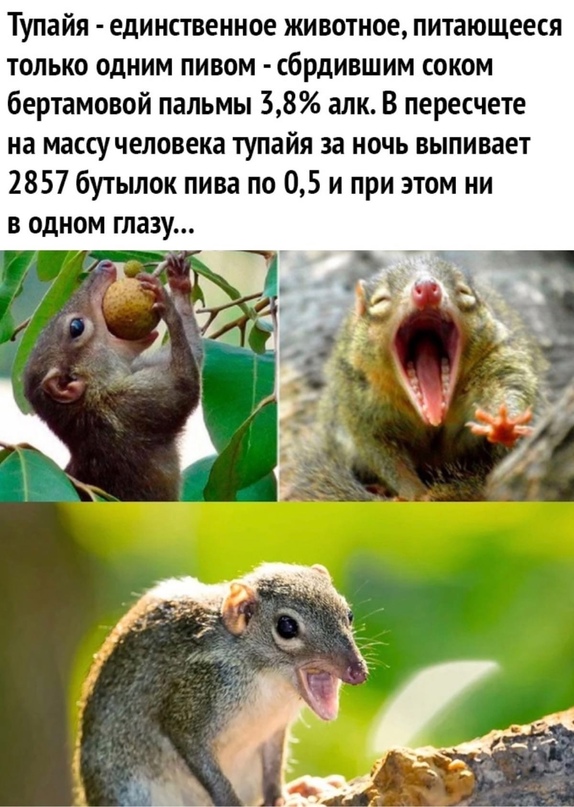 Весёлый полтишок 23.04
