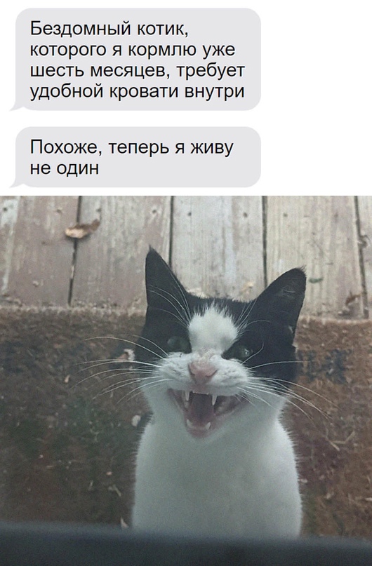 Весёлый полтишок 04.11.22
