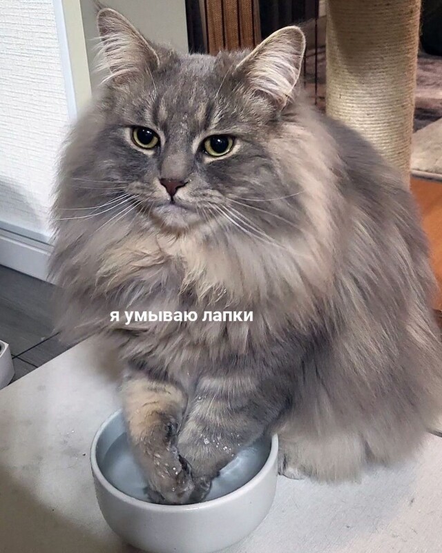 Котомемы 29.09.23