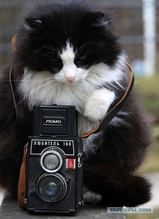 Фото с котейкой!