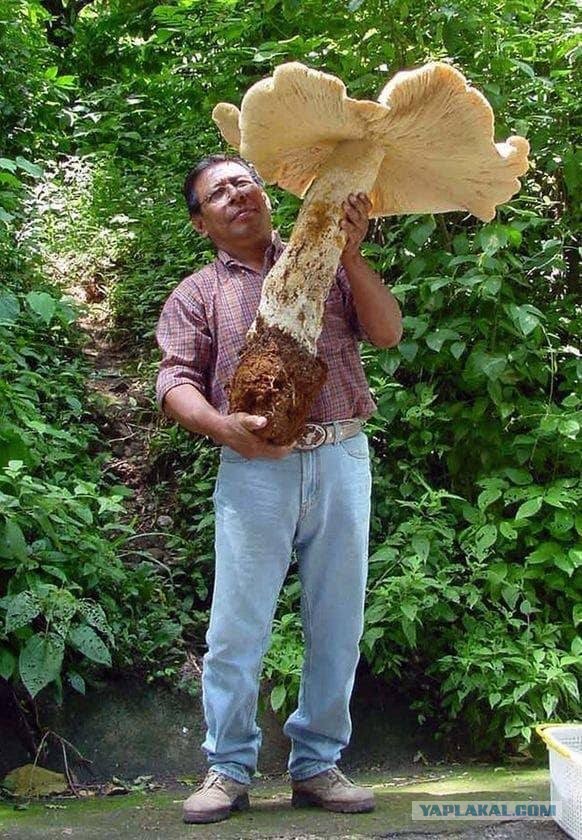 Грибочки