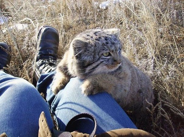 Уличные котики