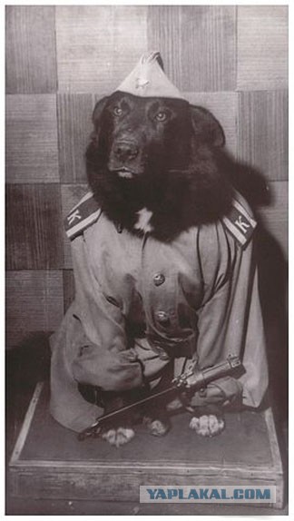 RUSSIAN AЯMY DOG