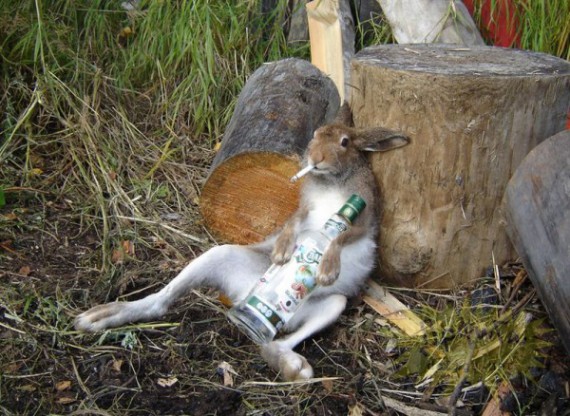 Я не нюхал кокс )