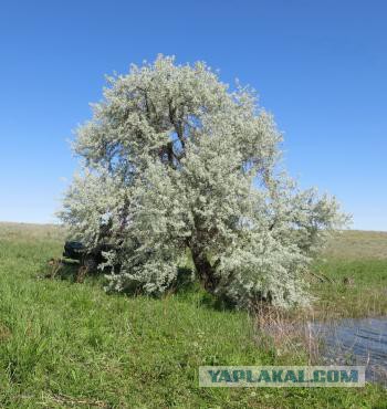 Южный Казахстан