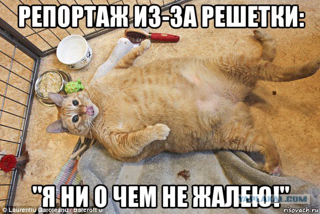 Кот пообедал в аэропорту на 60 тыс. рублей.