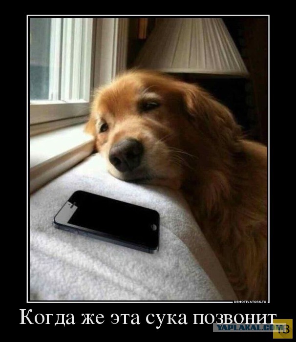 Весёлое из сети
