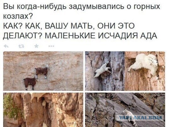 комментарии из соц сетей.