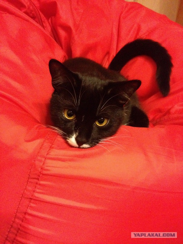 Котовторник 07 04 2015