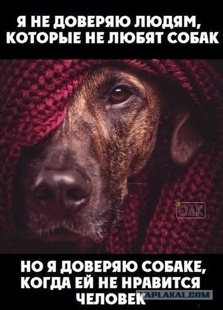 Про уличных блоховозов