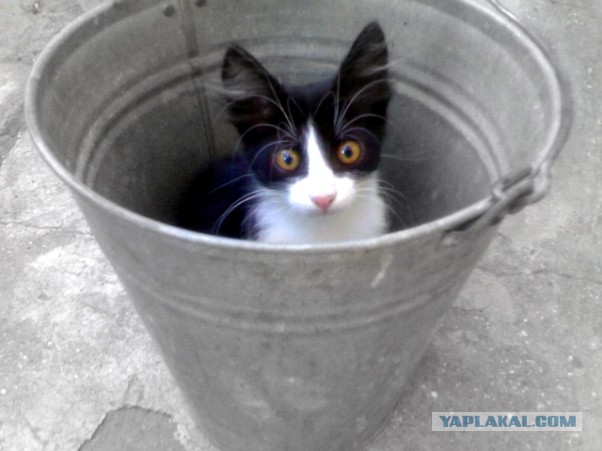 17 фотографий котов