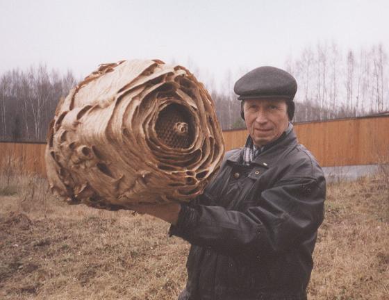 Осы сколотили улей на шторе