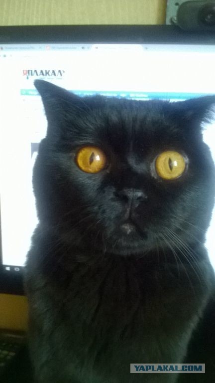 Котовторник