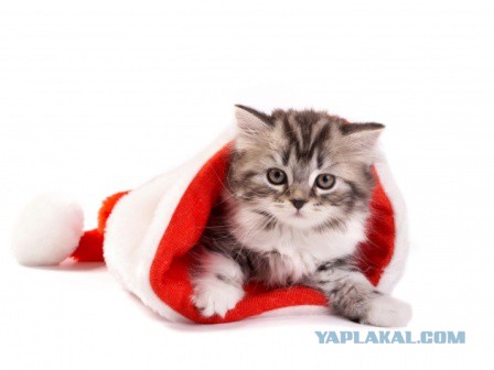 Котовторник 15.12.2015