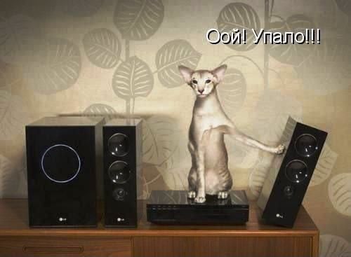 Забавные картинки из Сети