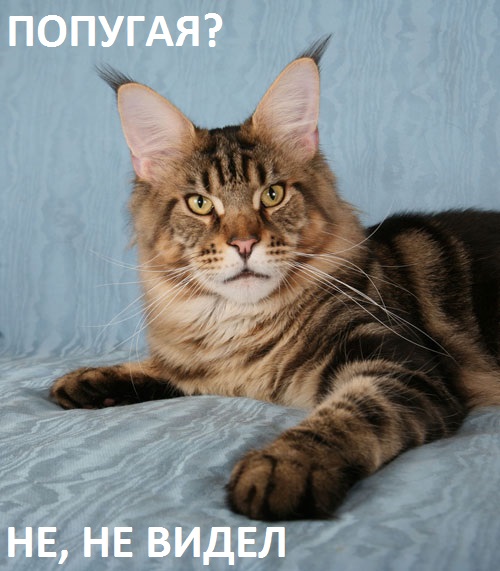 Мейн-куны  настолько  суровы...