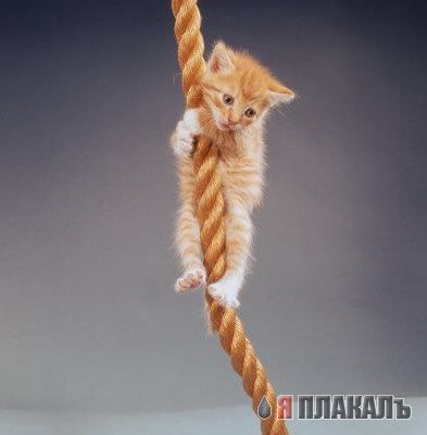 Коты, кошки, котята