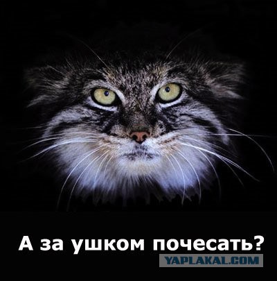 А чё это вы тут делаете, а?