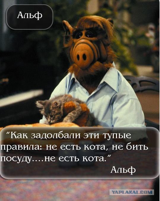 Этого кота убьют на ваших глазах за 5000 рублей