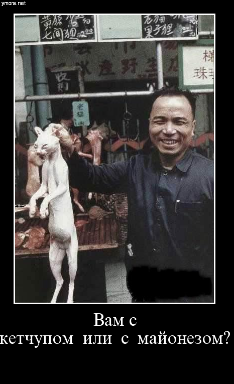 "Десять минут искал кота, пока не увидел это на холодильнике"