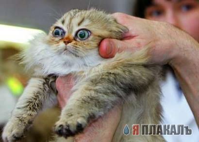 Вторничный котомёт