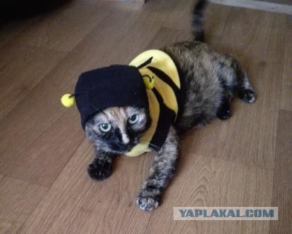 Ваши фотки котов на телефон