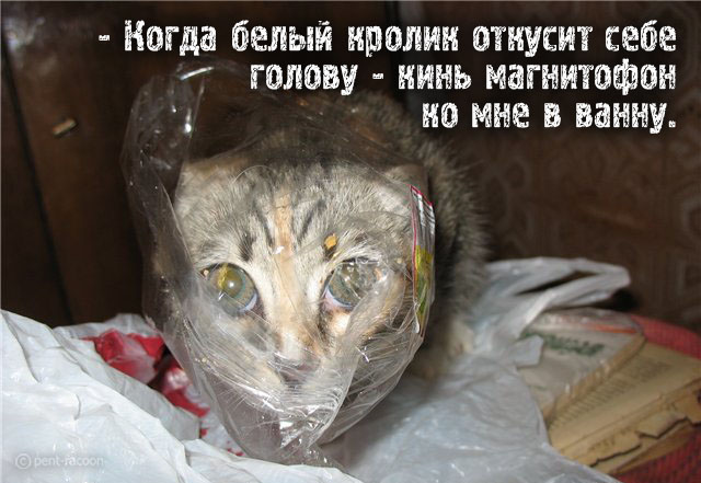 Котомет на вторник - супер подборка котов! (22.01)