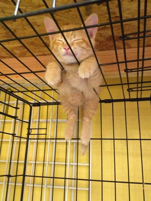 15 домиков для кошек и собак, которые заставят улыбнуться