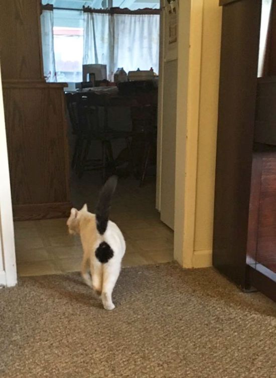 Коты необычного окраса