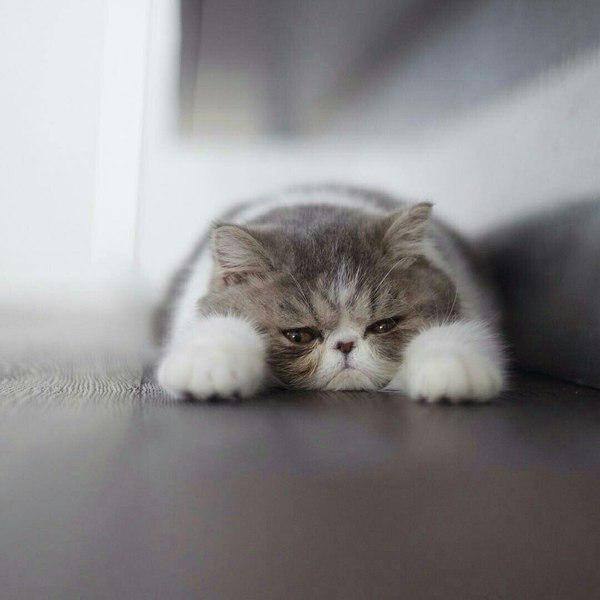 Прикольных котов пост