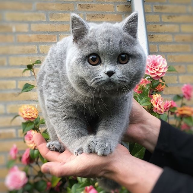Прикольных котов пост