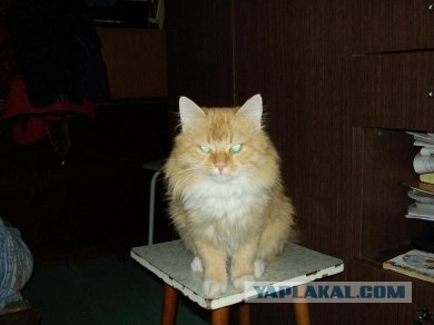 Ура, котовторник! (01.07.2008)
