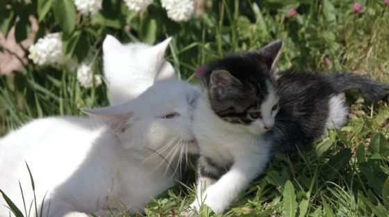 Коты на вторник на ЯПлакалъ (07.10.2008)