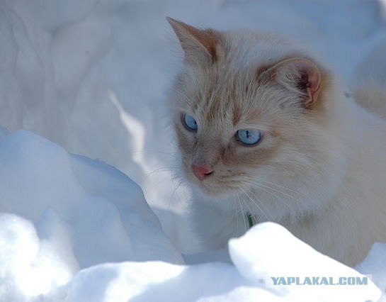 Котовторник на 2 ноября