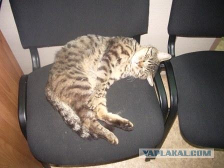 Котовторник - С праздником, котоводы!
