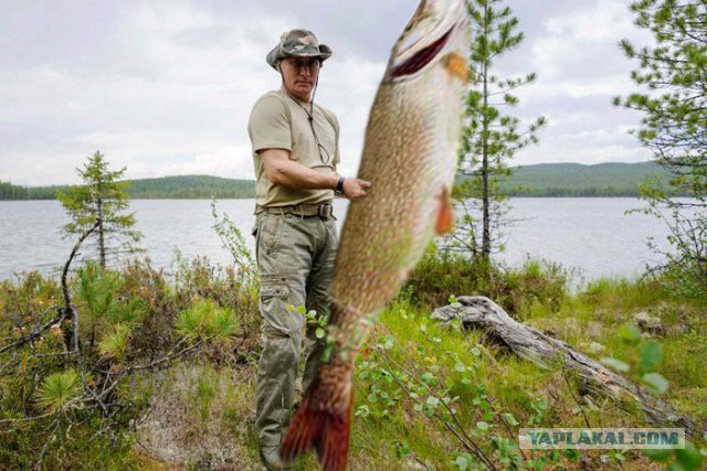 В Выборгском районе Ленинградской области мужчина выловил гигантскую щуку