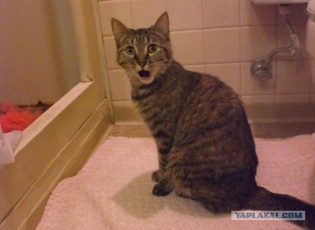 Котовторник так котовторник!