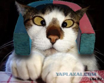 Молящийся кот
