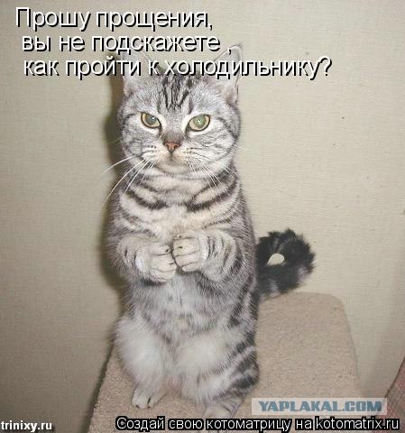 Коты все понимают