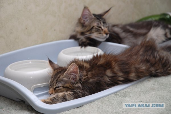 Котэ в кредит