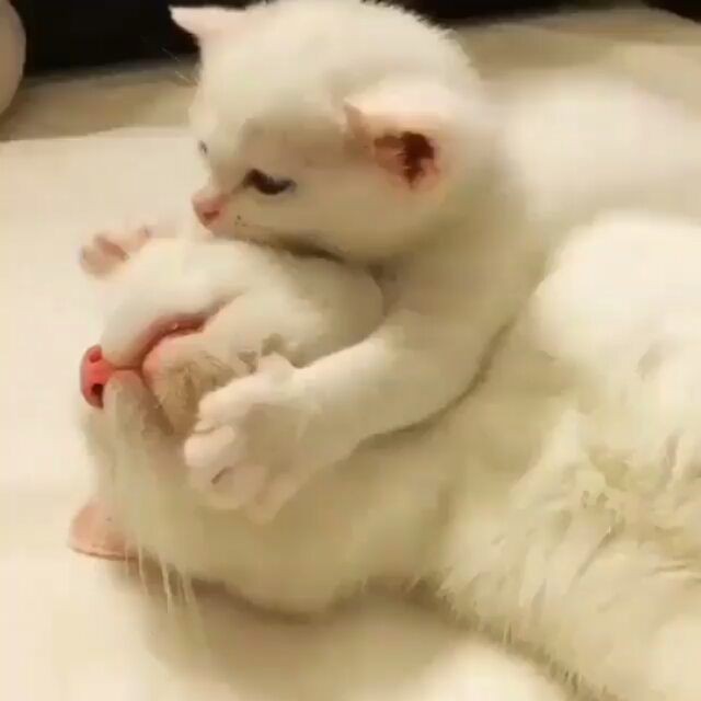 Забавные фото котеек