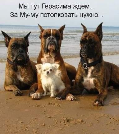 Не очень адекватный юмор