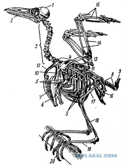 картинки - ЯПлакалъ