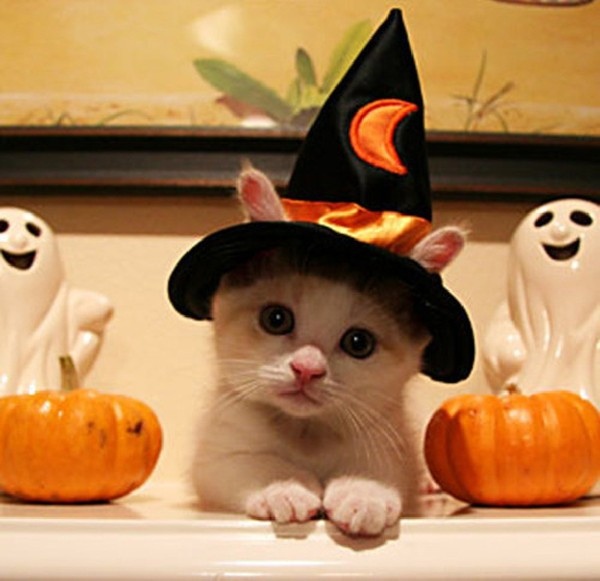 Забавные фото котеек