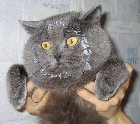Забавные животные
