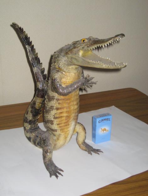 Таксидермия + наркомания