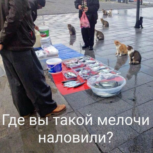 Картинки и мемы для настроения 05.08.2021