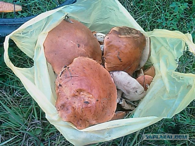 Грибные места