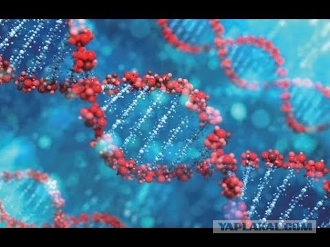 Теория эволюции Дарвина верна? Происхождение человека
