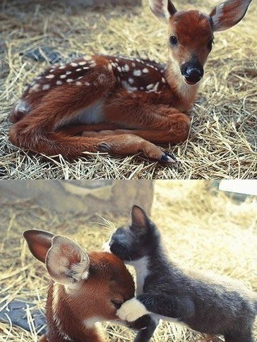 Олененок Кузя